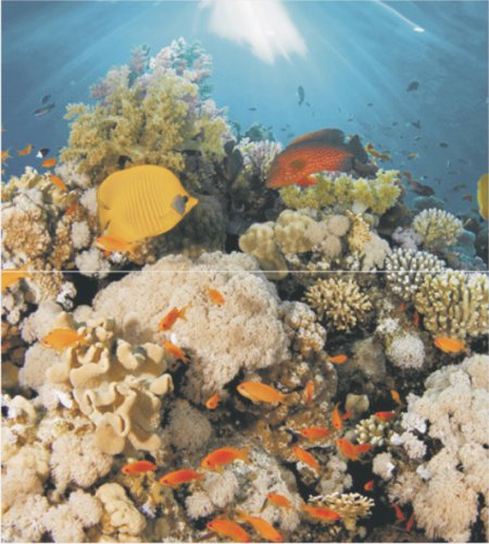 Плитка Dec Corals Panno (панно из 2-х шт) 50х45 от CERADIM