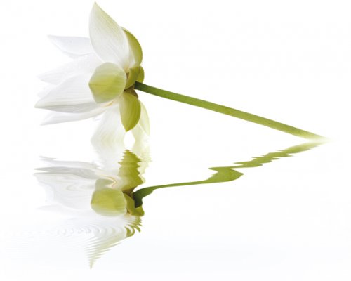Плитка City White Lilies Панно 40x50 (2пл) от CERROL
