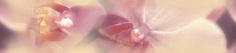 Плитка Blossom Бордюр B200D183 4,5х20 от ДЕЛЬТА КЕРАМИКА