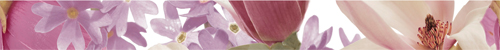  CHARME Cenefa AMOUR VIOLET 4,3х50 бордюр от IBERO-KERABEN